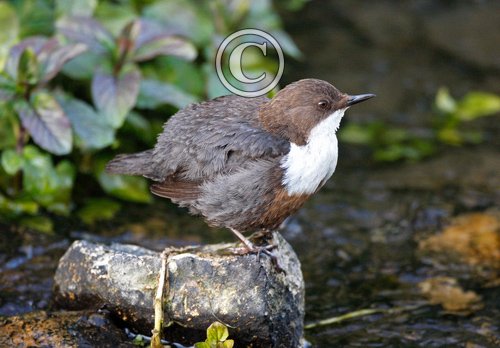 Dipper DM0939